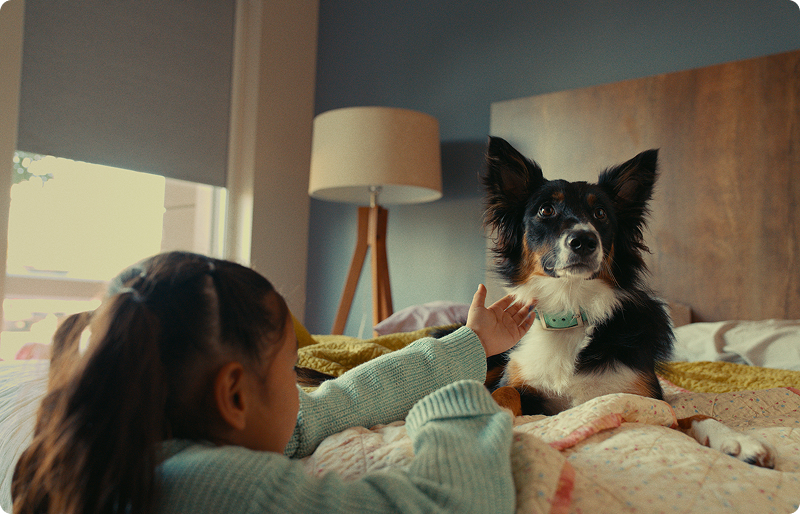young girl in a blue sweater reaching out to pet an Australian Shepherd dog sitting on a bed